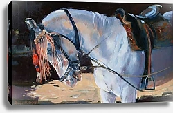 Постер Райт Дженнифер (совр) Marwari Horse, Rajasthan, 2010