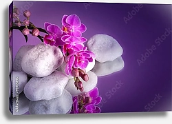 Постер Ветка орхидеи на белых камнях