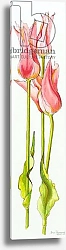 Постер Фивси Джоан (совр) Three Red Lily-Flowered Tulips Marianne,watercolour,2010