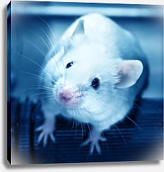 Постер Лабораторная мышь