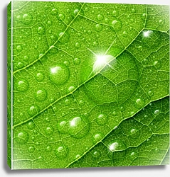 Постер Блестящие капли росы на зеленом листе с прожилками