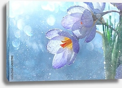 Постер Капли воды на двух цветках крокуса