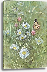 Постер Бенингфилд Гордон (1936-98) Painted Lady Butterfly on Oxeye Daisies and Clover, from Beningfield's Butterflies pub.by Chatto & Windus, 1978