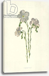 Постер Хулм Фредерик (бот) Common Flax