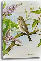 Постер British Birds - Spottedflycatcher