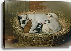Постер Уильде Самуэль Bitch with her Puppies in a Wicker Basket