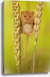 Постер Маленькая мышь-полевка между колосьев