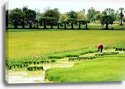 Постер Рисовые поля, Лаос