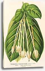 Постер Лемер Шарль Posoqueria fragrantissima