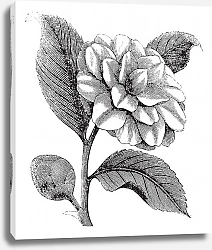 Постер Camellia Japonica or Rose of winter vintage engraving