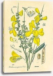 Постер Leguminosae, Sarothamnus scoparius Koch