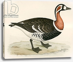 Постер Моррис (акв, птицы) Red breasted Goose