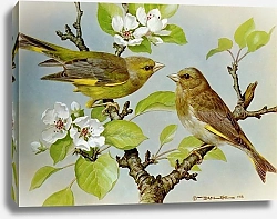 Постер British Birds - Green Finch