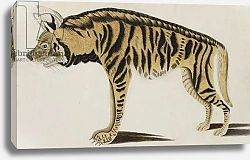Постер Школа: Индийская 18в Hyena, after 1794