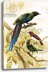 Постер Смит Джозеф (акв) Glossy Starlings