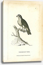 Постер Coerulescent Hawk 1