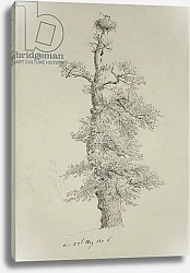 Постер Фридрих Каспар (Caspar David Friedrich) Ancient Oak Tree with a Stork's Nest, 23rd May 1806