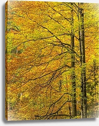 Постер Золотые осенние деревья