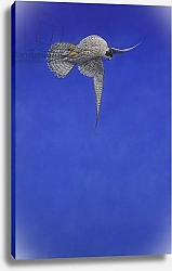 Постер Хейворд Тим (совр) The Corkscrew Stoop; Peregrine Falcon