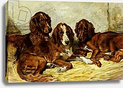 Постер Эммс Джон Shot and his Friends - Three Irish Red and White Setters, 1876