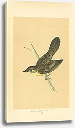 Постер Grasshopper Warbler 8