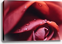 Постер Капли на красной розе 1