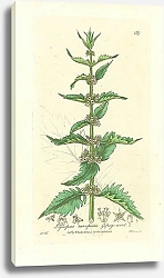 Постер Lycopus europaeus. Gipsy-wort 1