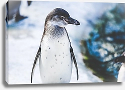 Постер Маленький пингвин