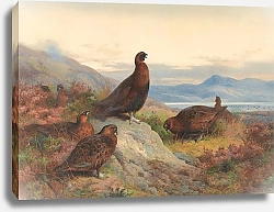 Постер The morning call-red grouse