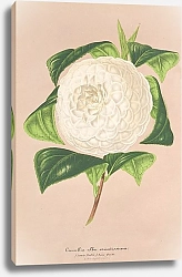 Постер Лемер Шарль Camellia alba ornatissima