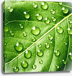Постер Зеленый лист с каплями воды 2
