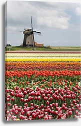 Постер Голландия. Поля тюльпанов с мельницами №7