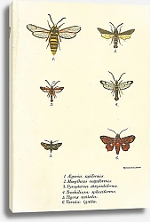 Постер Aegeria apiformis 1