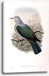 Постер Van Wyck’s Fruit-Pigeon - Carpophaga van-wyckii
