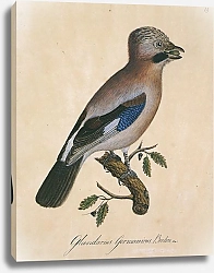 Постер Eurasian Jay