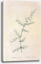 Постер Asporagus verticillatus L