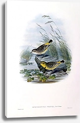 Постер Yellow-breasted Liphthianura - Eiphthianura crocea
