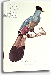 Постер Барранд Жак (птицы) Great Touraco