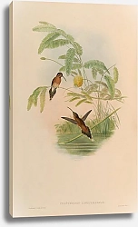 Постер Phaethornis Longuemareus