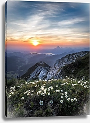 Постер Цветы на горном склоне