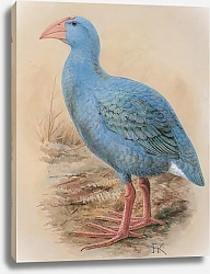 Постер Oiseaux Bleu (Blue Bird)