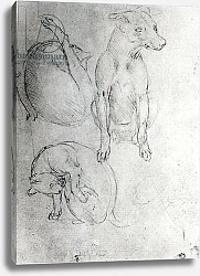 Постер Леонардо да Винчи (Leonardo da Vinci) Study of a dog and a cat, c.1480