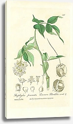 Постер Staphylea pinnata. Common Bladder-nut 1