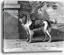 Постер The New Chien Savant, or Learned Dog, print made by F-Morellon la Cave, 1752