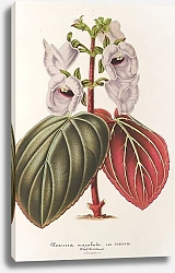Постер Лемер Шарль Gloxinia maculata var. insignis