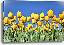 Постер Поле желтых тюльпанов на голубом небе