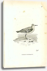 Постер Common Sanderling 1