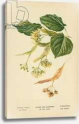 Постер Бут Вильям (последователи, ботаника) Leaves and Blossoms of the Lime