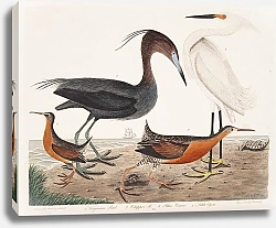 Постер Птицы Америки Уилсона 63