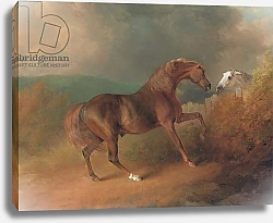 Постер Гилпин Соури (лошади) Colonel Thornton's Jupiter, by Eclipse out of a Mare by Tartar, by a Fence, with a Grey Mare, at Thornville Royal, 1792